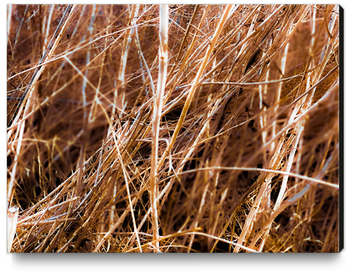 dry brown grass field texture abstract background Canvas Print by Timmy333