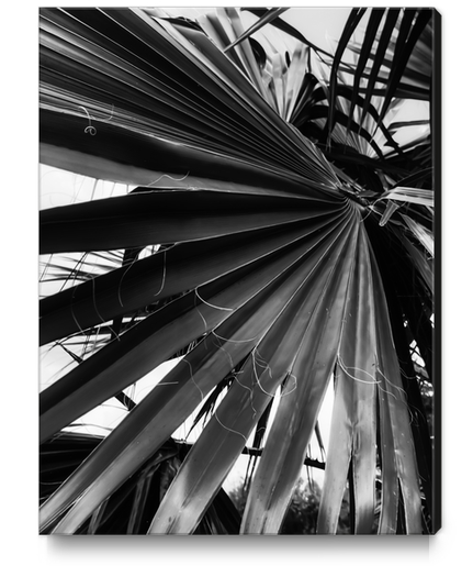 palm leaves texture abstract in black and white Canvas Print by Timmy333