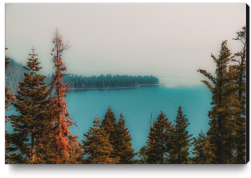 pine tree and lake at Emerald Bay Lake Tahoe California USA Canvas Print by Timmy333