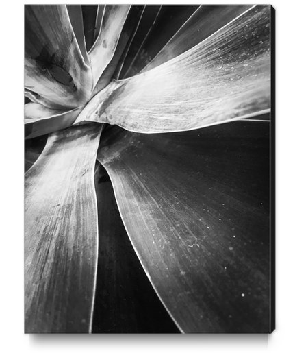 closeup succulent plant texture in black and white Canvas Print by Timmy333