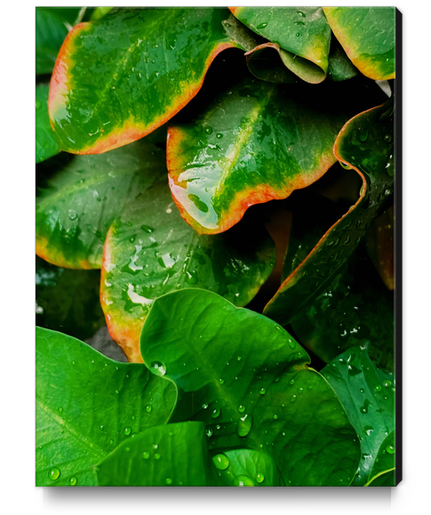 Closeup green tropical leaves plant texture background Canvas Print by Timmy333