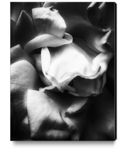 rose texture abstract background in black and white Canvas Print by Timmy333