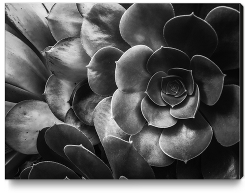 succulent plant texture in black and white Canvas Print by Timmy333