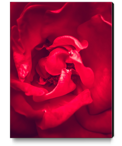 closeup red rose Canvas Print by Timmy333