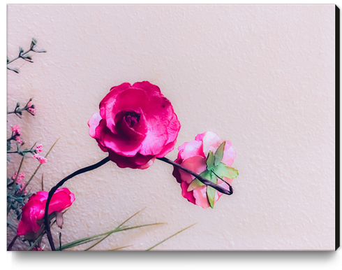 closeup blooming pink flowers with white wall background Canvas Print by Timmy333