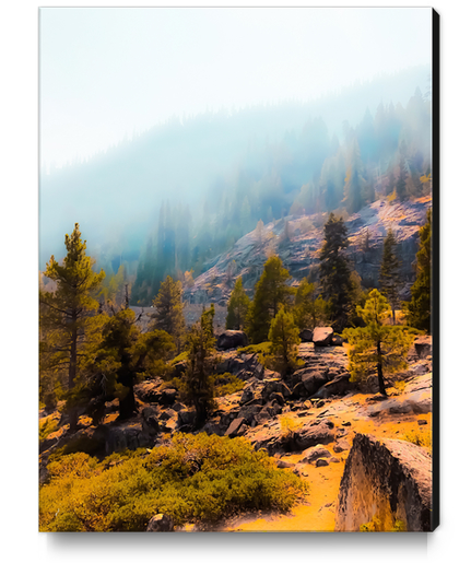 pine tree on the mountain with sunlight at Lake Tahoe, California, USA Canvas Print by Timmy333