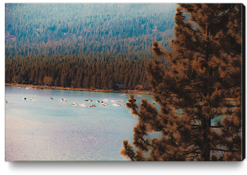 pine tree and boats on the water at Lake Tahoe Nevada USA Canvas Print by Timmy333