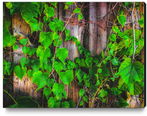 closeup green ivy leaves with wood wall background Canvas Print by Timmy333