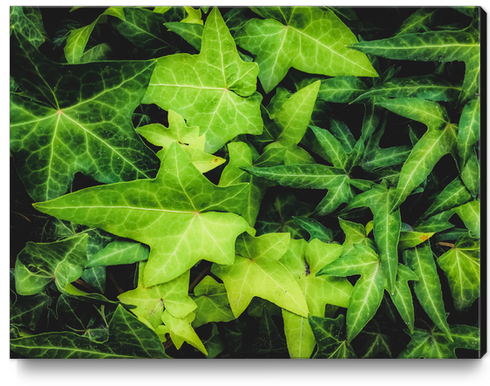 green ivy leaves garden background Canvas Print by Timmy333