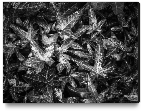 closeup ivy leaves texture abstract background in black and white Canvas Print by Timmy333