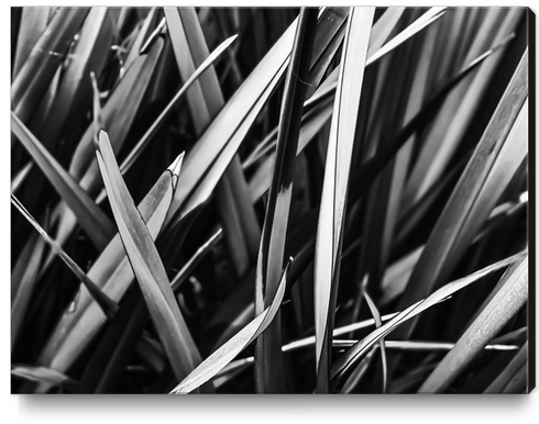 leaves texture abstract background in black and white Canvas Print by Timmy333