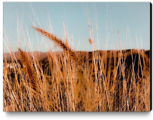 Closeup blooming grass flowers with blue sky background Canvas Print by Timmy333