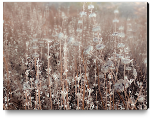 blooming dry flowers with brown dry grass field texture background Canvas Print by Timmy333