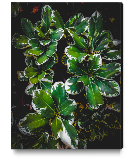 closeup green leaves plant garden texture background Canvas Print by Timmy333