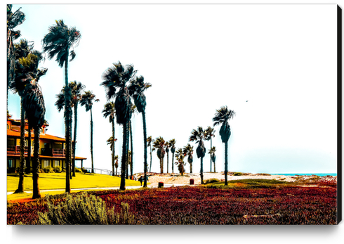 beach and palm tree at Oxnard Beach, California, USA Canvas Print by Timmy333