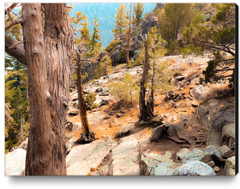 green pine tree at Lake Tahoe California USA Canvas Print by Timmy333