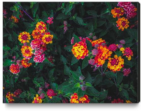 closeup blooming colorful flowers with green leaves Canvas Print by Timmy333