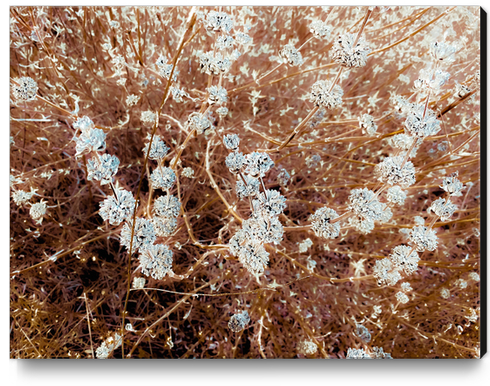 blooming wildflowers with dry brown grass field background Canvas Print by Timmy333