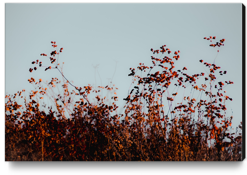 Closeup blooming wildflowers field with blue sky Canvas Print by Timmy333