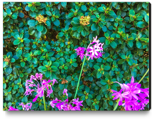 blooming purple flowers with green leaves background Canvas Print by Timmy333