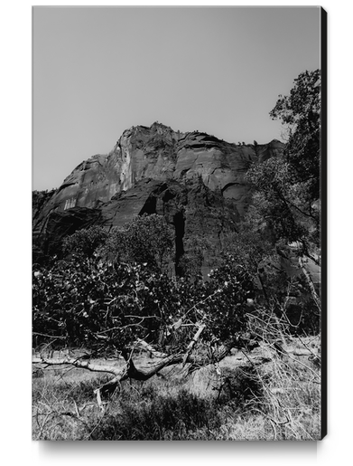 mountain in the forest at Zion national park Utah USA in black and white Canvas Print by Timmy333