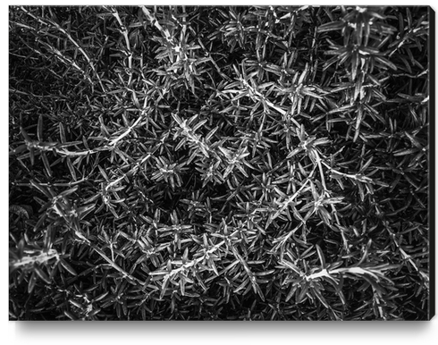 closeup leaves plant texture abstract in black and white Canvas Print by Timmy333