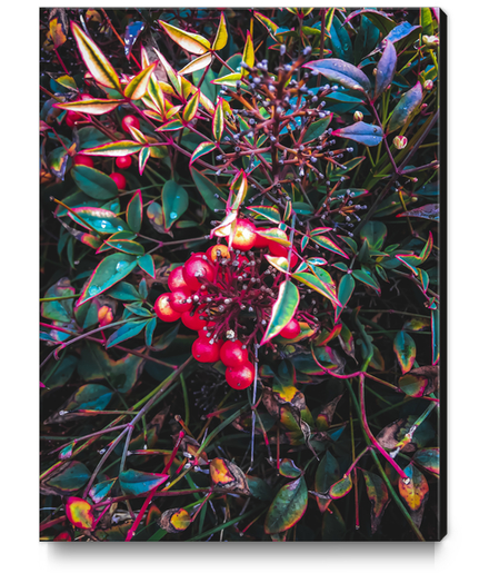 closeup red seed plant with green leaves Canvas Print by Timmy333