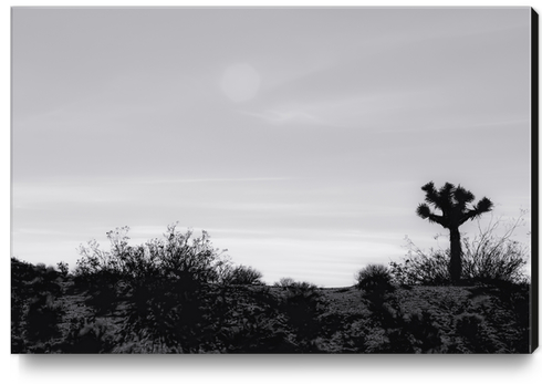 cactus in desert at Red Rock Canyon, California, USA in black and white Canvas Print by Timmy333