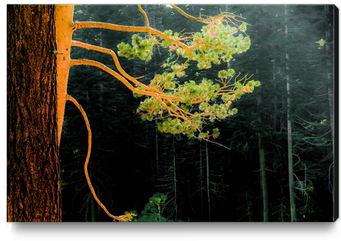 closeup green pine tree in the wood at Lake Tahoe, USA Canvas Print by Timmy333