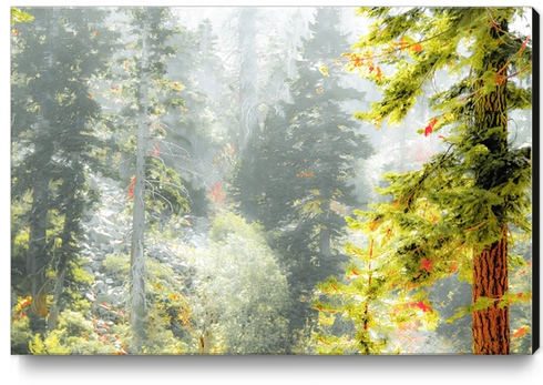 green pine tree background Canvas Print by Timmy333