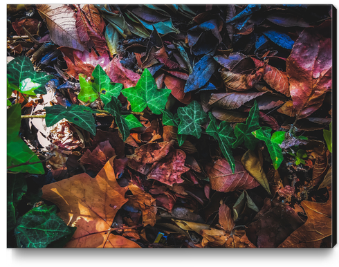 closeup green ivy leaves with brown dry leaves on the ground Canvas Print by Timmy333