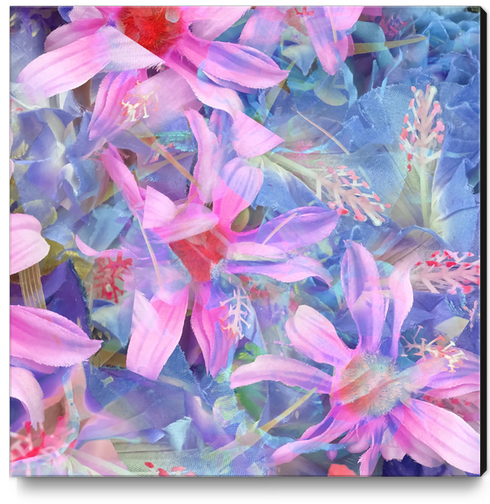 blooming pink and blue daisy flower abstract background Canvas Print by Timmy333