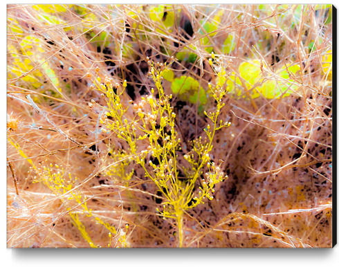 green wildflowers with brown dry grass background Canvas Print by Timmy333