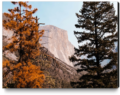 At Yosemite national park USA with autumn tree Canvas Print by Timmy333