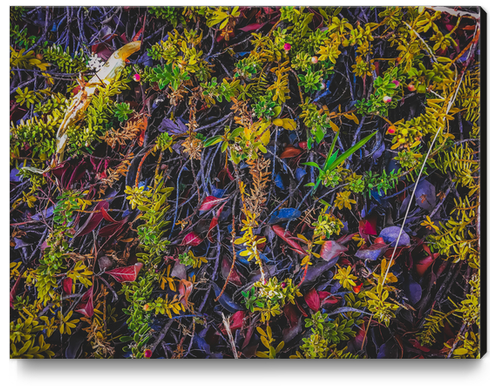 tree roots with green leaves and brown leaves Canvas Print by Timmy333