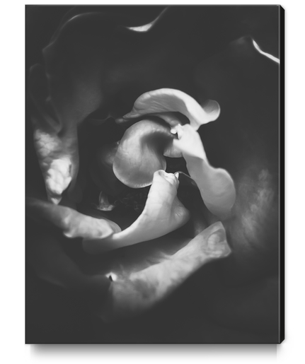 closeup rose in black and white Canvas Print by Timmy333