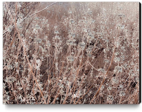 blooming dry flowers with brown dry grass background Canvas Print by Timmy333