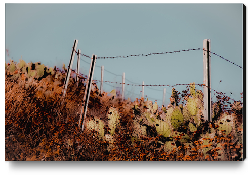 Green cactus garden and blooming flowers and blue sky Canvas Print by Timmy333