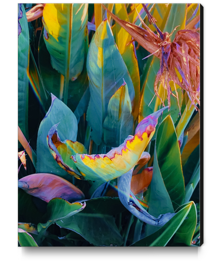 green bird of paradise leaves texture background Canvas Print by Timmy333