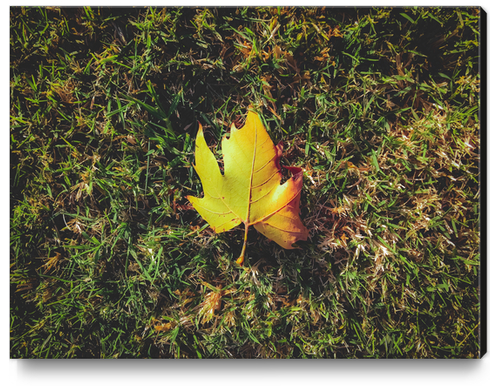 closeup green grass field with green leaf Canvas Print by Timmy333