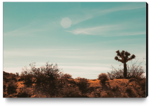 Cactus and desert view at Red Rock Canyon State Park California USA Canvas Print by Timmy333