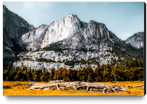 Mountains with dry field and pine tree view at Yosemite national park, California, USA Canvas Print by Timmy333