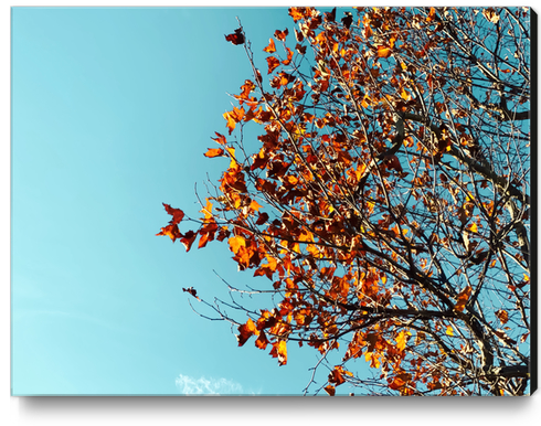 Orange autumn tree leaves with blue sky background Canvas Print by Timmy333