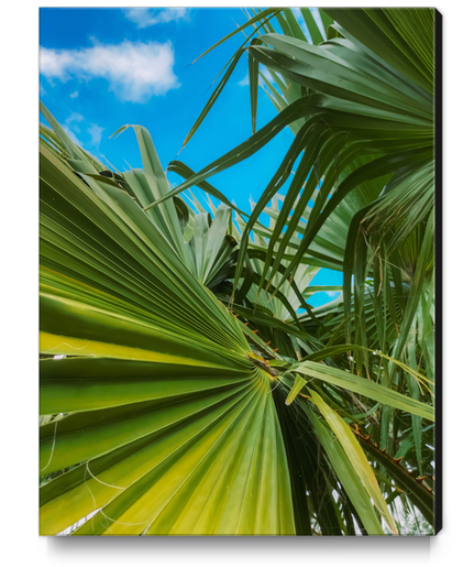 green palm leaves abstract with blue sky background Canvas Print by Timmy333