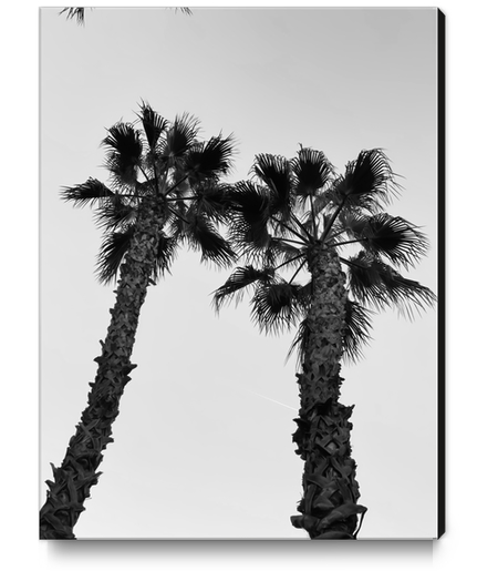 palm tree with clear sky background in black and white Canvas Print by Timmy333