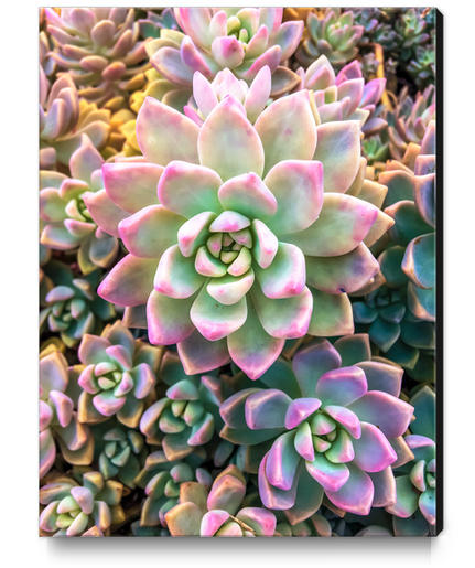 closeup green and pink succulent plant background Canvas Print by Timmy333