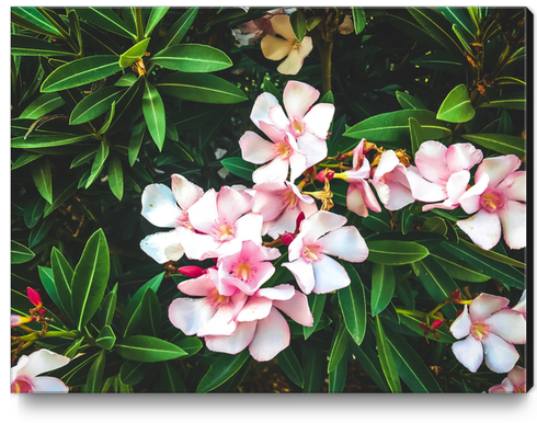 blooming pink flowers with green leaves texture background Canvas Print by Timmy333