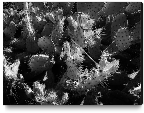 Cactus garden texture background in black and white Canvas Print by Timmy333