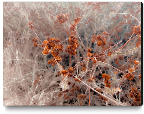 blooming dry flowers with brown dry grass abstract background Canvas Print by Timmy333