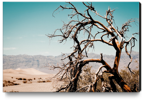 Tree branch in the sand desert and mountain view at Death Valley national park California USA Canvas Print by Timmy333